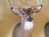Deer Mounts Michigan Deer Mounts Michigan