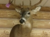 deer-mounts-michigan deer-mounts-michigan