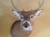 Michigan Deer Mounts Michigan Deer Mounts