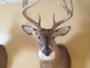michigan-deer-mounts-taxidermy michigan-deer-mounts-taxidermy