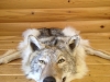 Michigan Taxidermist Michigan Taxidermist