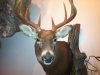 Michigan taxidermist Michigan taxidermist