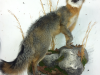 Michigan taxidermist Michigan taxidermist