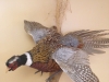 Michigan Taxidermy Michigan Taxidermy