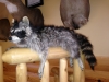 Michigan Taxidermy Michigan Taxidermy