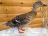 Michigan Taxidermy Michigan Taxidermy