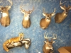 Michigan Taxidermy Showroom Michigan Taxidermy Showroom