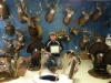 Michigan Taxidermy Showroom Michigan Taxidermy Showroom