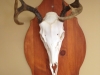 Skull Mounts Michigan Skull Mounts Michigan