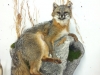 Taxidermist in Michigan Taxidermist in Michigan