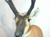 Taxidermist Michigan Taxidermist Michigan