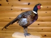 Taxidermy Michigan Taxidermy Michigan
