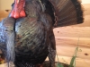 Turkey Mount Turkey Mount