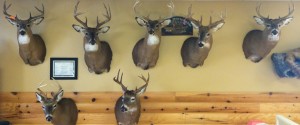 St. Clair County Deer and Turkey Mount