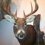 Deer pics 2012 350