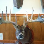 Macomb County, Michigan  Whitetail Dear Mount