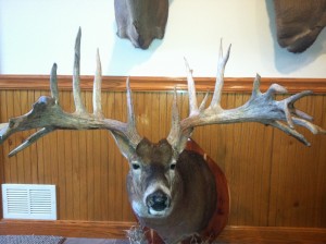 Macomb County, Michigan Whitetail Dear Mount